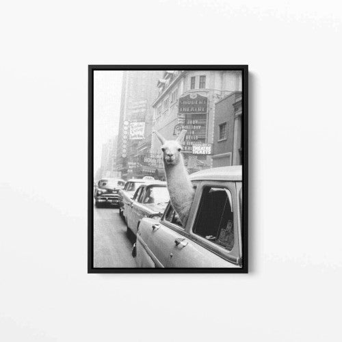 Lama in taxi Photography Canvas