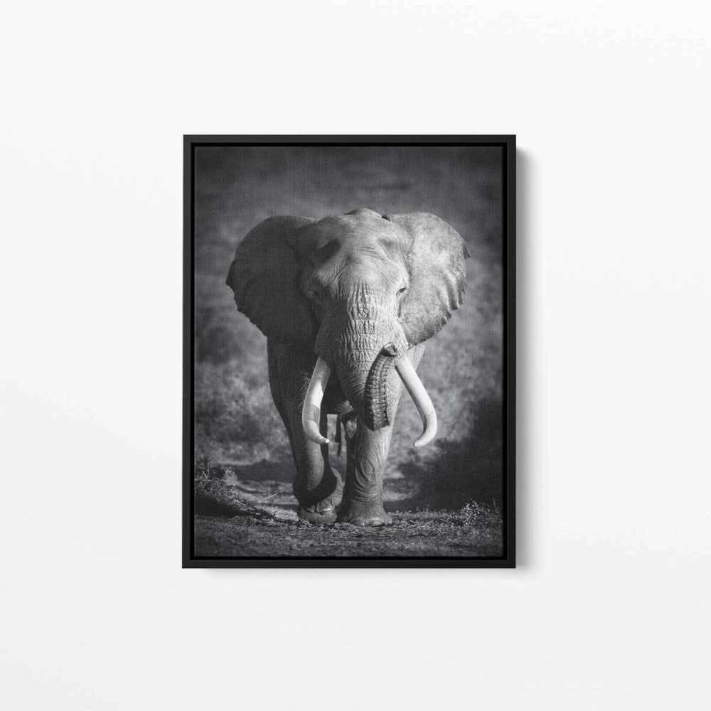 Elephant Photography Canvas