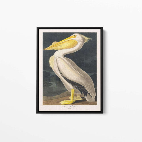 Vintage Bird 01 Animal Canvas