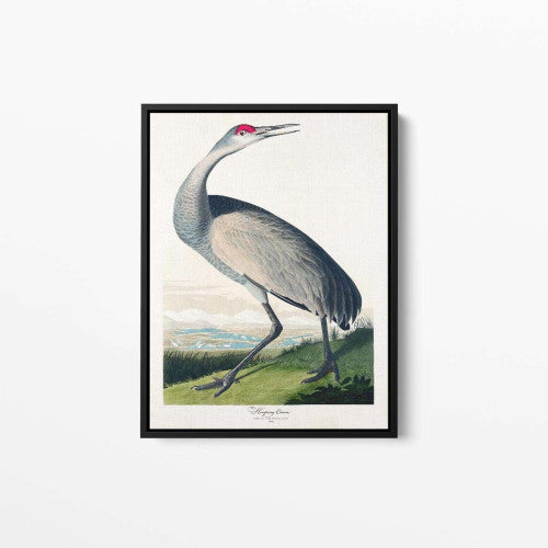 Vintage Bird 02 Animal Canvas