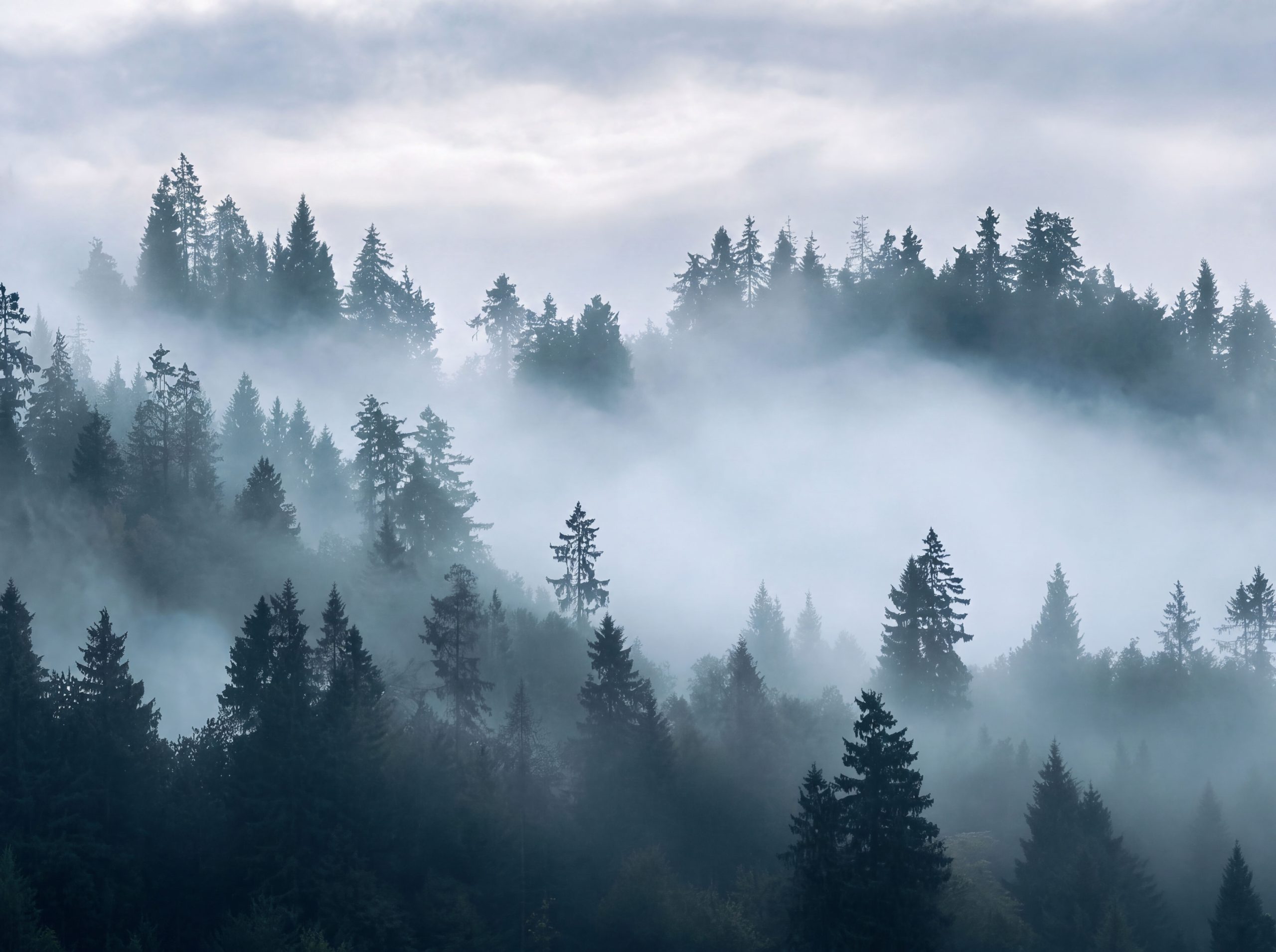 Foggy Mountain Pine Trees