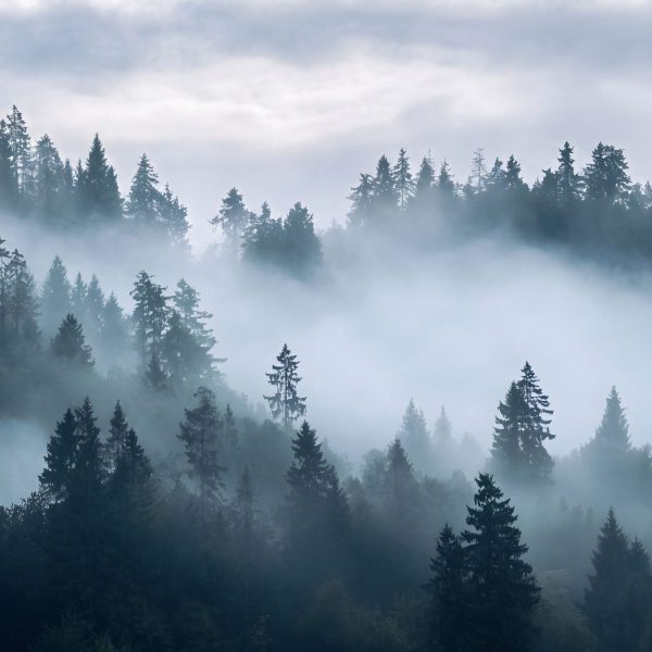 Foggy Mountain Pine Trees